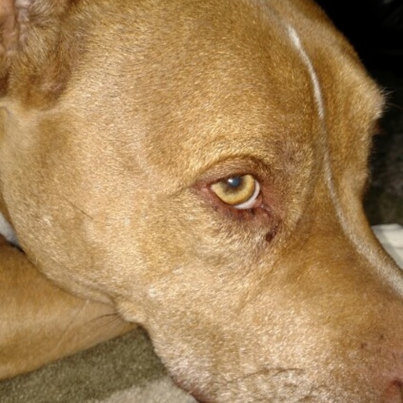 Raja's Den - Picture 3 of 8